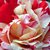 Rózsaszín - Angol rózsa - Ausdrawn